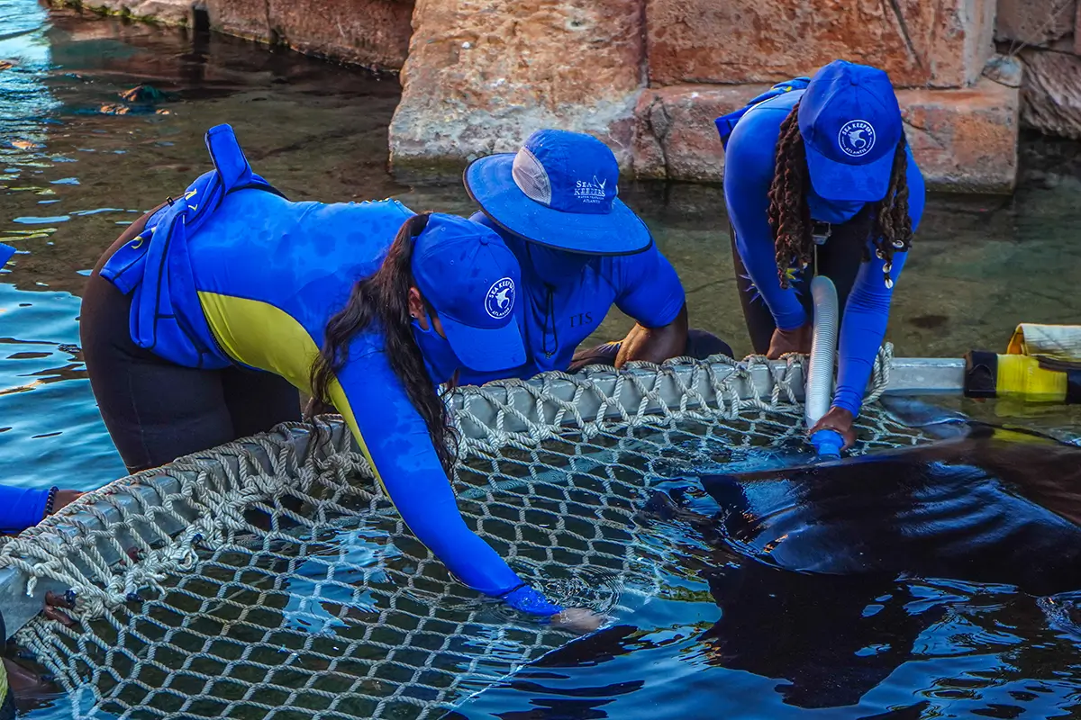 Marine team members in blue uniforms support a manta ray on a net at the water’s edge.