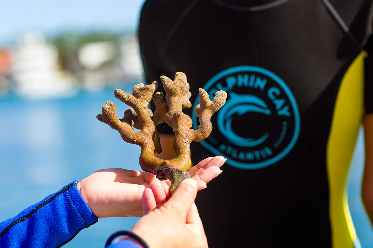 Hands hold a branching coral fragment in the foreground, with a snorkel guide blurred behind.