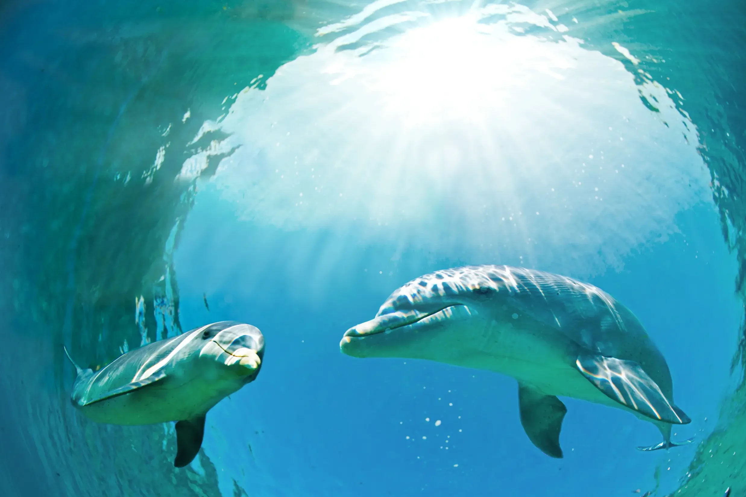 Two dolphins swim beneath bright sun rays shining through clear blue water.