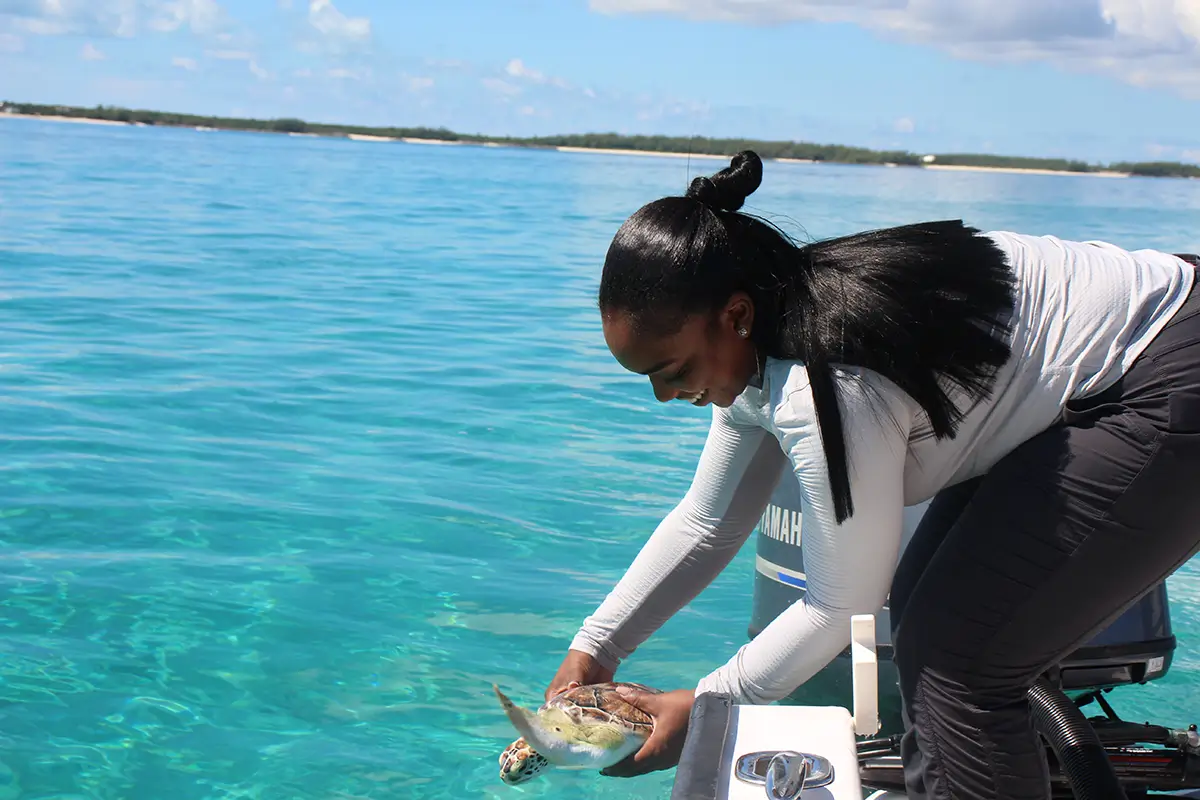 Person on a boat gently lowers a sea turtle into clear turquoise water near the shoreline.
